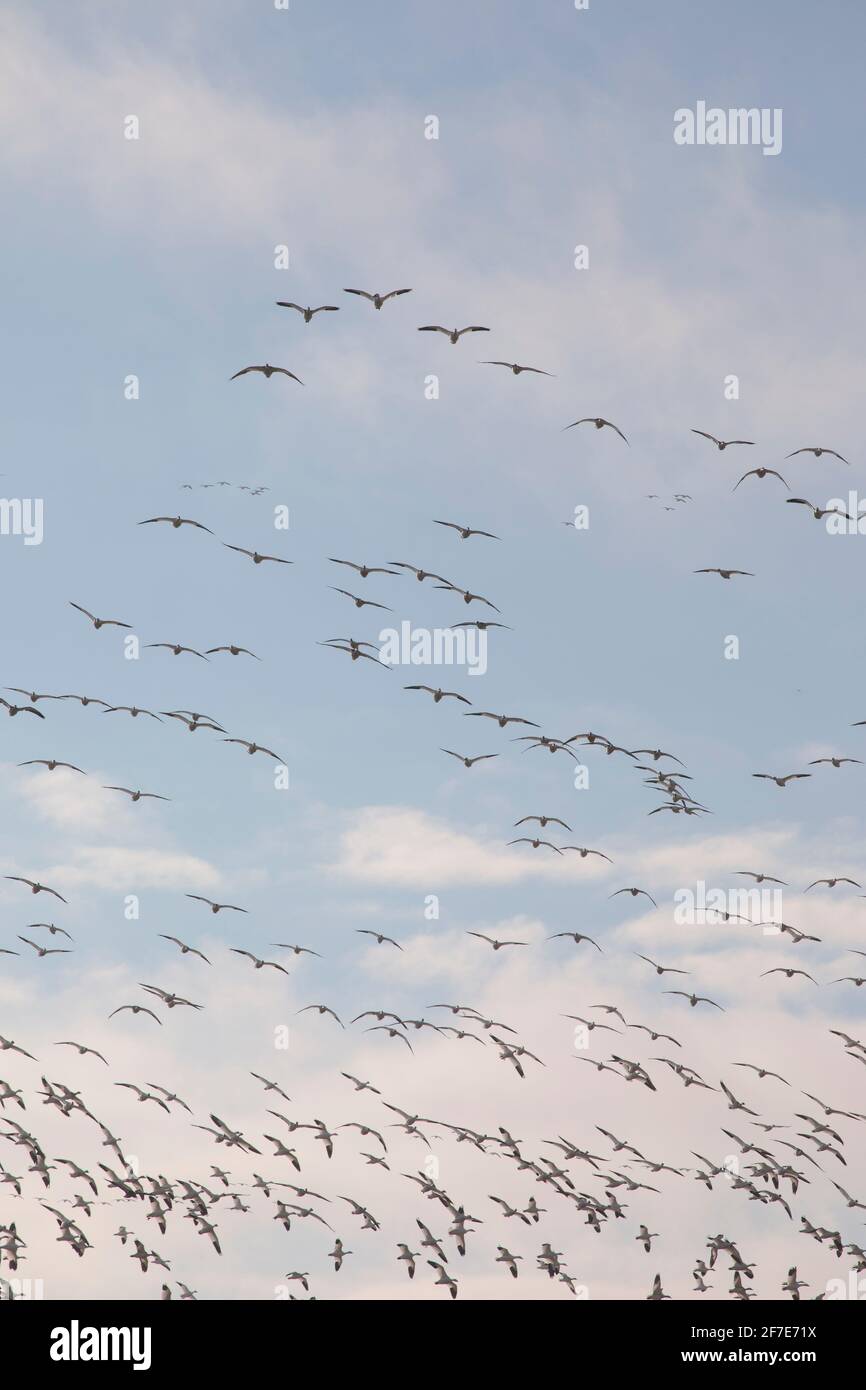 Tausende Schneegänse fliegen über Marylands Ostküste. Stockfoto