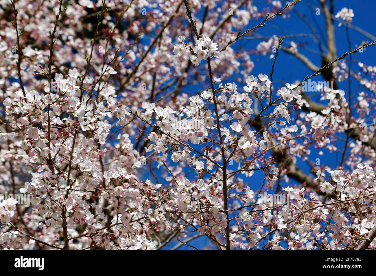 Kirschblüten in voller Blüte Stockfoto