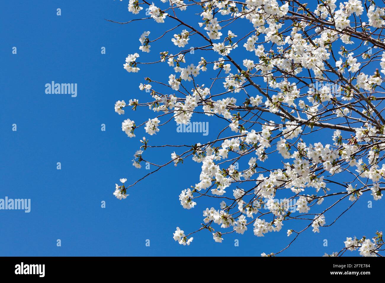 Kirschblüten in voller Blüte Stockfoto