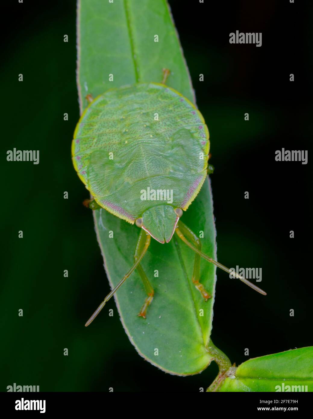 Ein Nymphenstadium stachelnder grüner Stinkwanze, Loxa flavicollis, kriecht auf einer Hülsenfrucht. Stockfoto