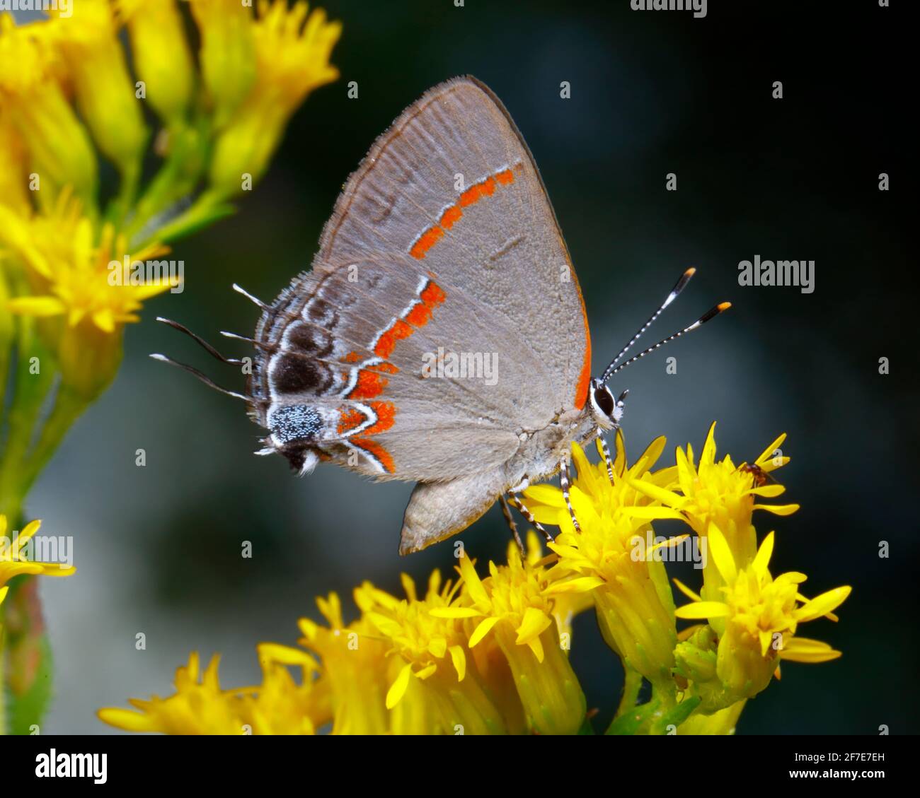 Ein rotbänderter Haarstreifen, Calycopis cecrops, nektarierende Goldrute. Stockfoto