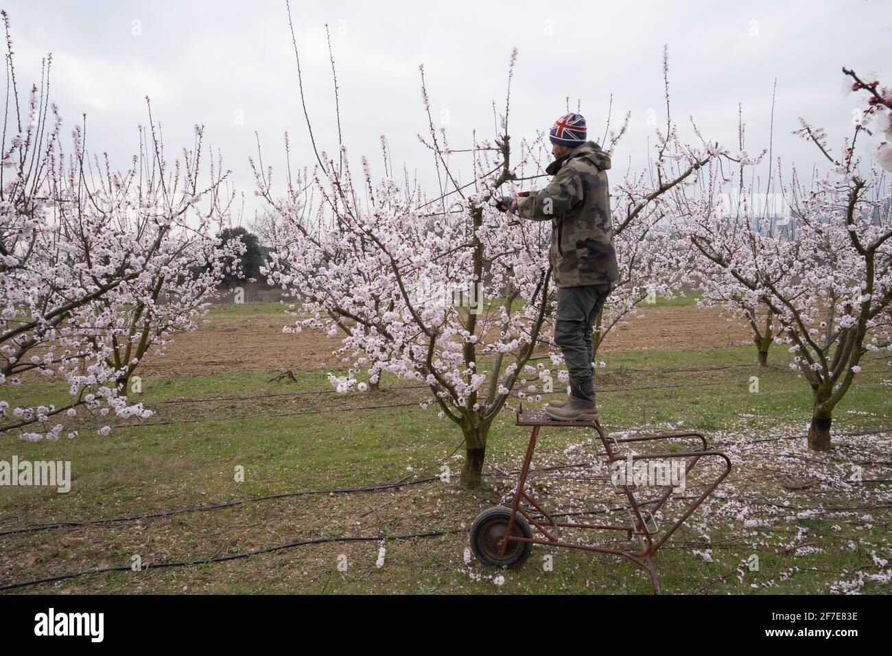 Rückansicht, Arbeiter, die früh Aprikosenbaum beschneiden, Klimawandel Stockfoto