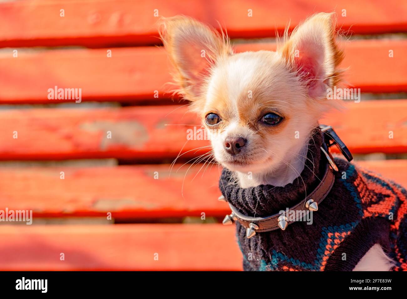 Chihuahua schwarz, braun und weiß. Niedlicher Welpe. Gut gepflegter Hund  Chihuahua Mini glatt behaart. Hund auf rotem Hintergrund. Chihuahua  Stockfotografie - Alamy