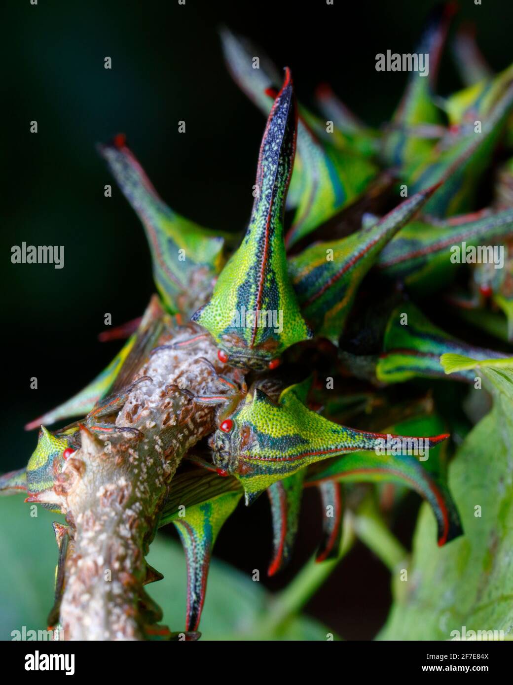 Dorn Treehoppers, Umbonia crassicornis, montiert und Fütterung auf einem Katzenklaue schwarzen Perlenbaum Zweig. Stockfoto