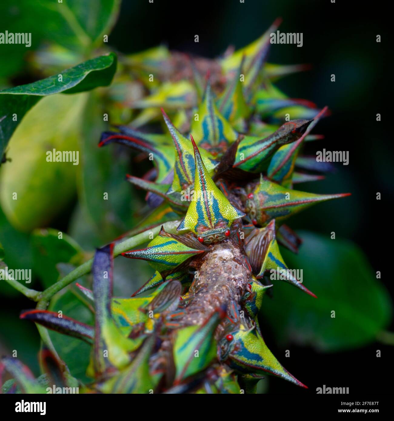 Dorn Treehoppers, Umbonia crassicornis, montiert und Fütterung auf einem Katzenklaue schwarzen Perlenbaum Zweig. Stockfoto