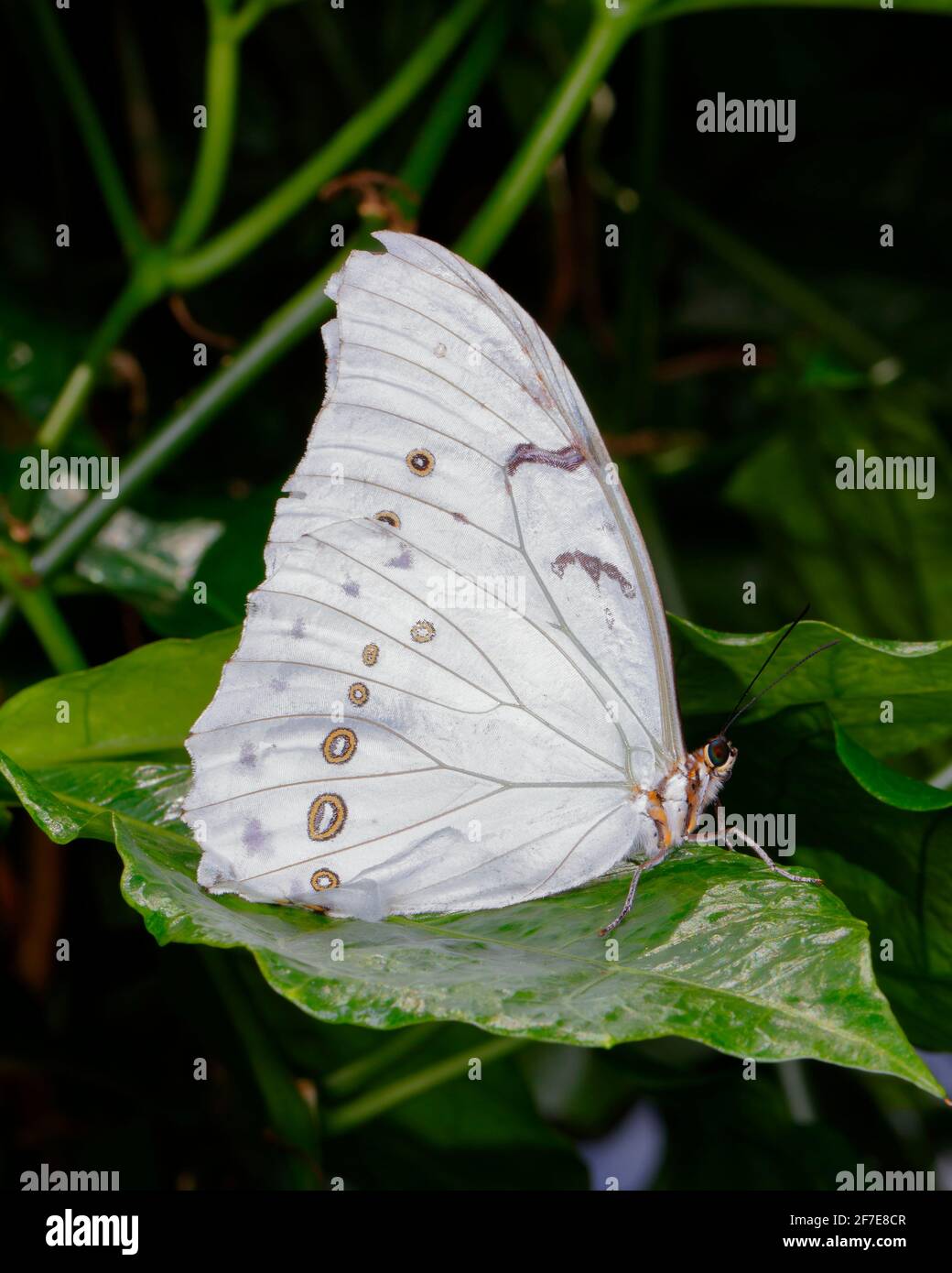 Der Weiße Morpho, der Morpho polyphemus, in der Ruhe auf dem Blatt. Stockfoto