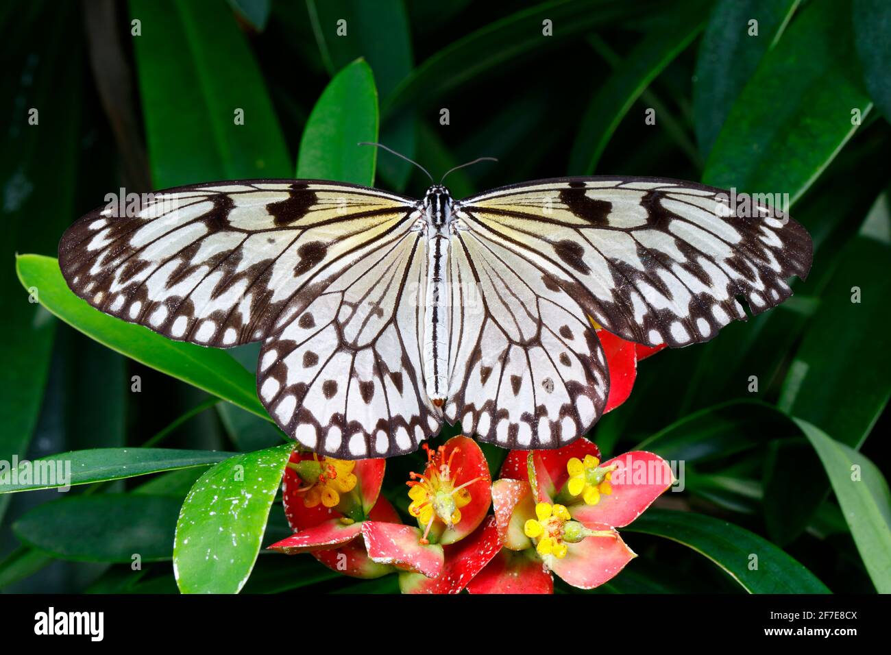 Baumnymphe, Idee leuconoe, nectaring eine Blume. Stockfoto