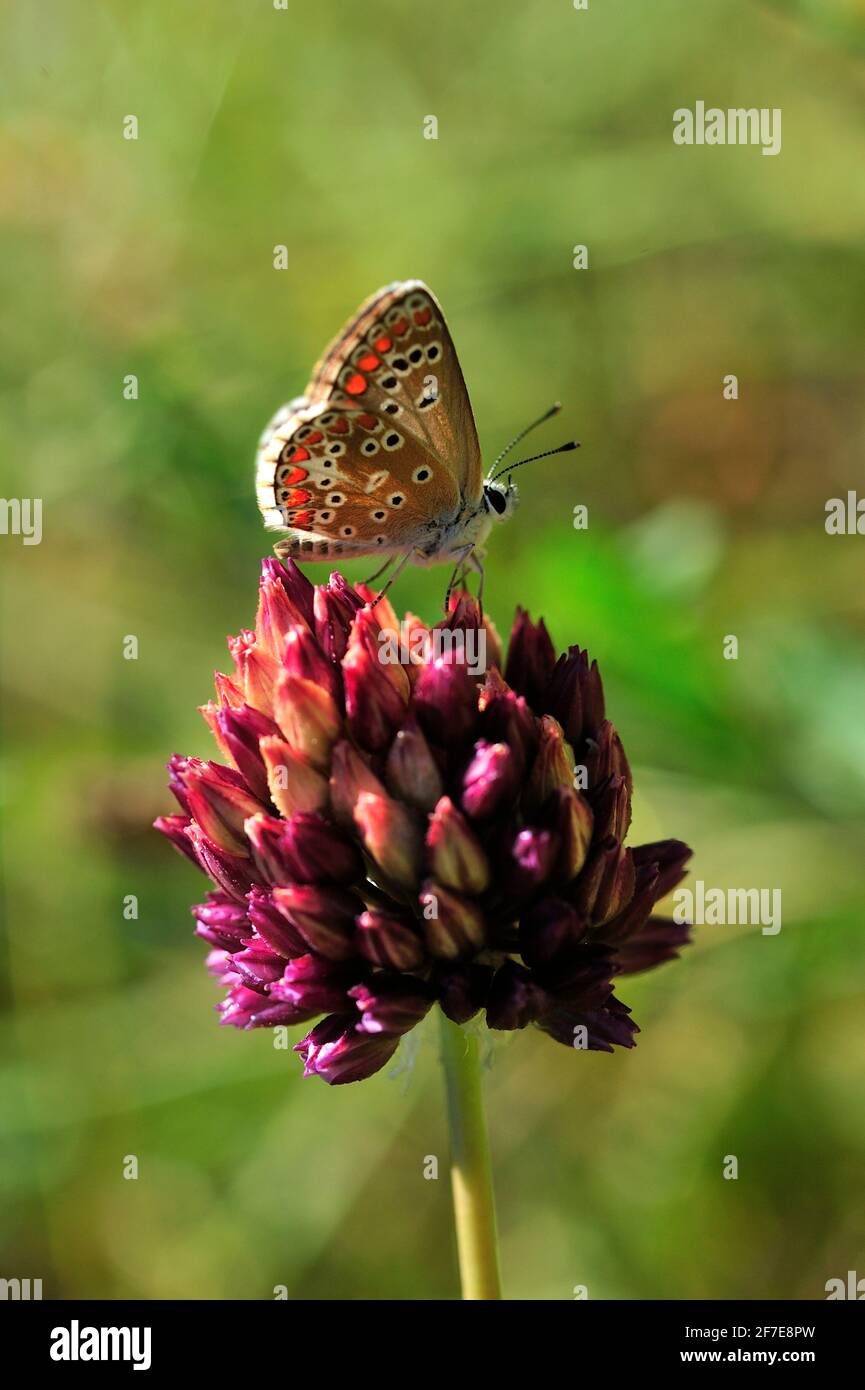 Outside Natur/Wild and Landscape Photoshooting / in der Natur eingefangen Moment Stockfoto