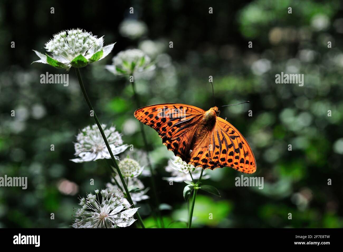 Outside Natur/Wild and Landscape Photoshooting / in der Natur eingefangen Moment Stockfoto