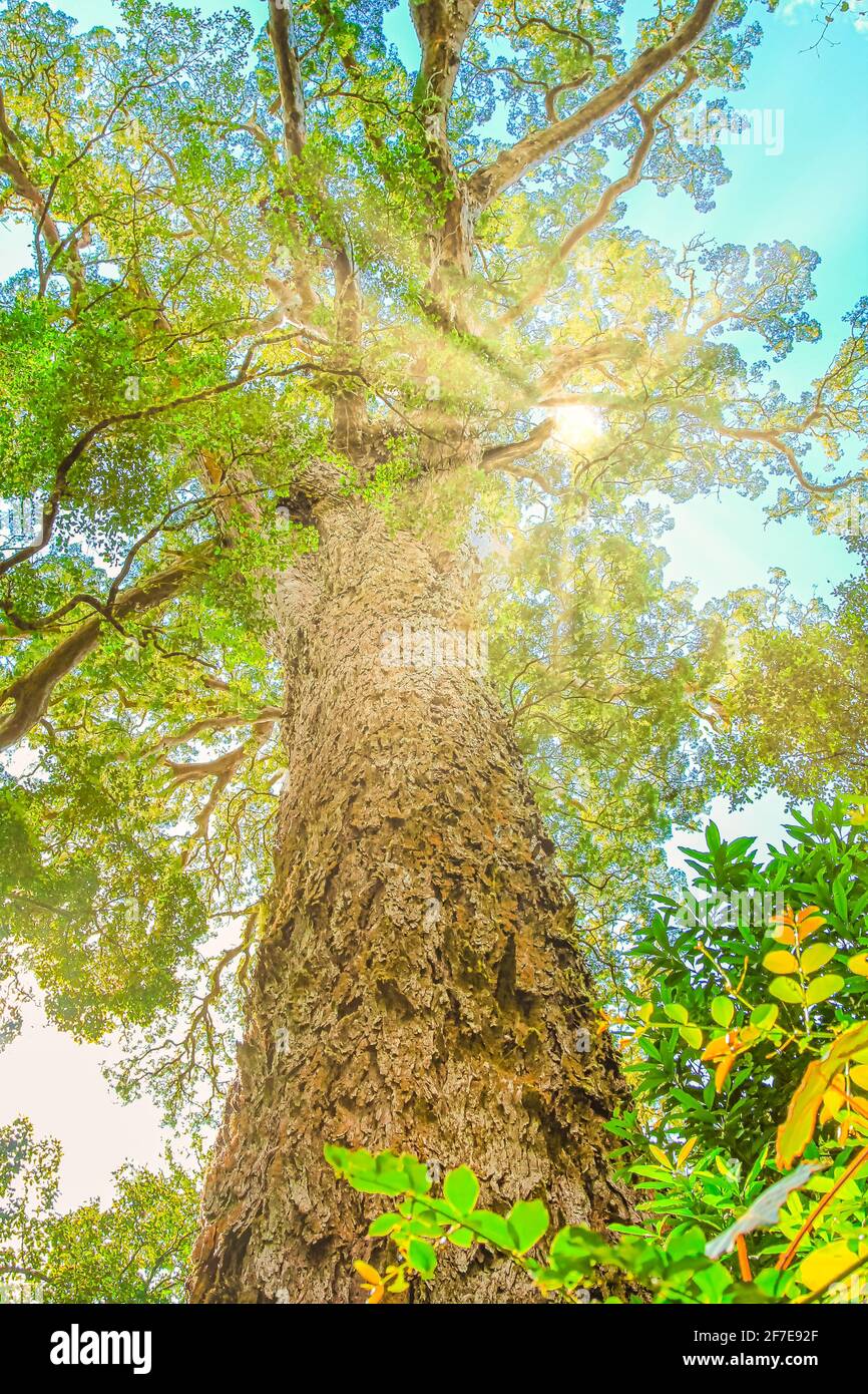 Vertikale Ansicht des Big Tree mit Sonnenstrahlen, eines riesigen Outeniqua Gelben Holzes, 1000 Jahre alt im Tsitsikamma Forest National Park in der Nähe des Storms River Stockfoto
