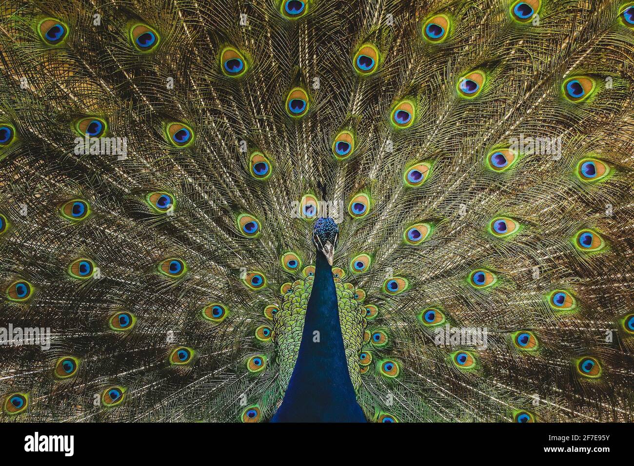 Pfau zeigt seinen üppigen Schwanz voller Federn in einem ZOO in Cali, Kolumbien Stockfoto