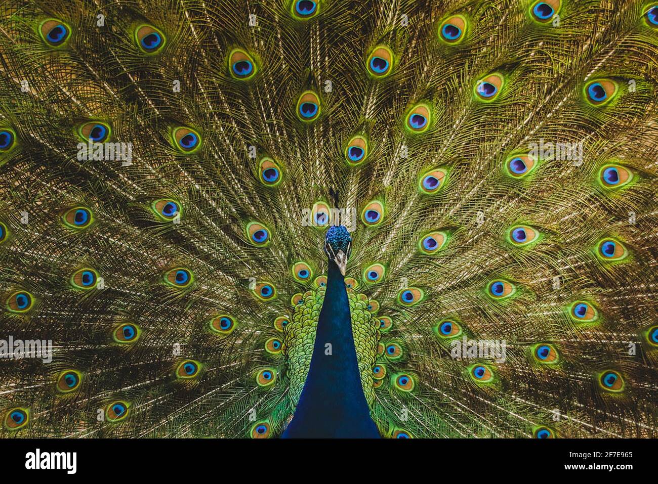 Pfau zeigt seinen üppigen Schwanz voller Federn in einem ZOO in Cali, Kolumbien Stockfoto