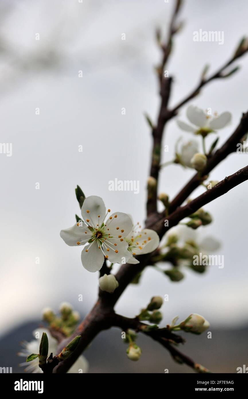 Outside Natur/Wild and Landscape Photoshooting / in der Natur eingefangen Moment Stockfoto