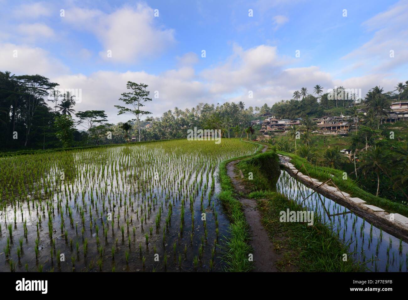 Die malerischen Reisterrassen von Tegallalang in Bali, Indonesien. Stockfoto