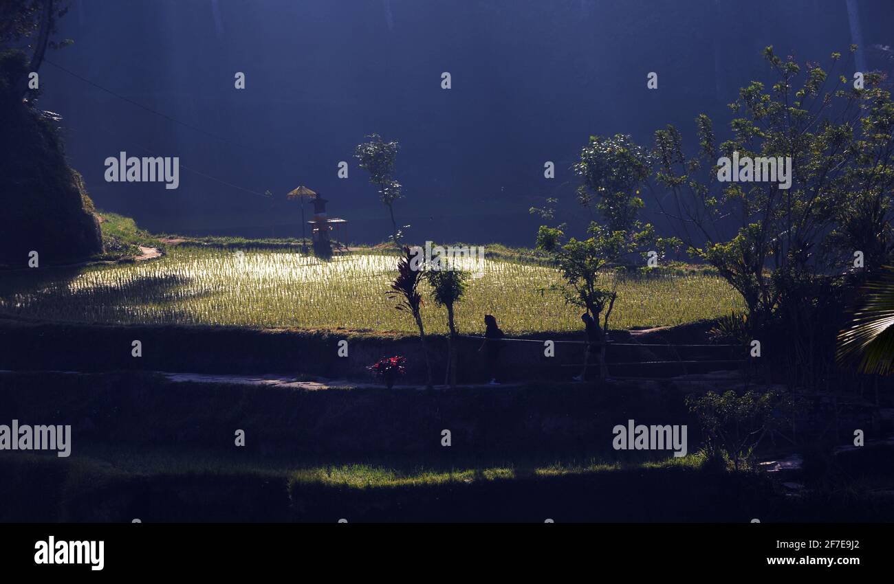 Die malerischen Reisterrassen von Tegallalang in Bali, Indonesien. Stockfoto