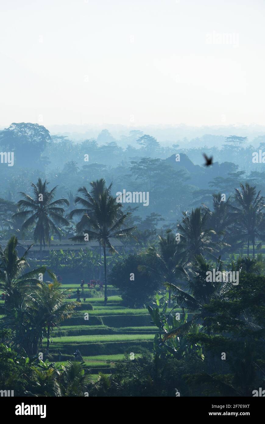 Ein nebliger Morgenblick auf die Landschaft im Zentrum von Bali, Indonesien. Stockfoto