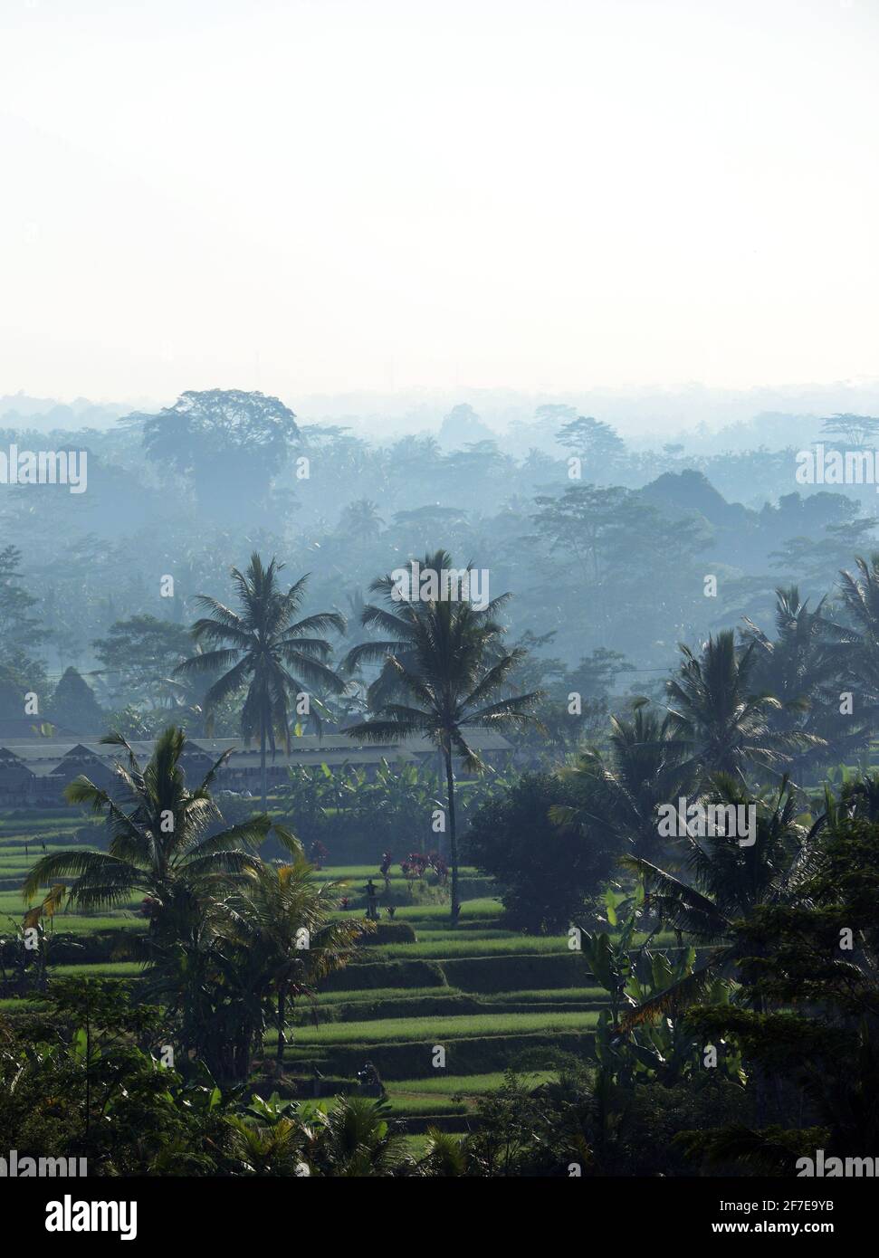 Ein nebliger Morgenblick auf die Landschaft im Zentrum von Bali, Indonesien. Stockfoto
