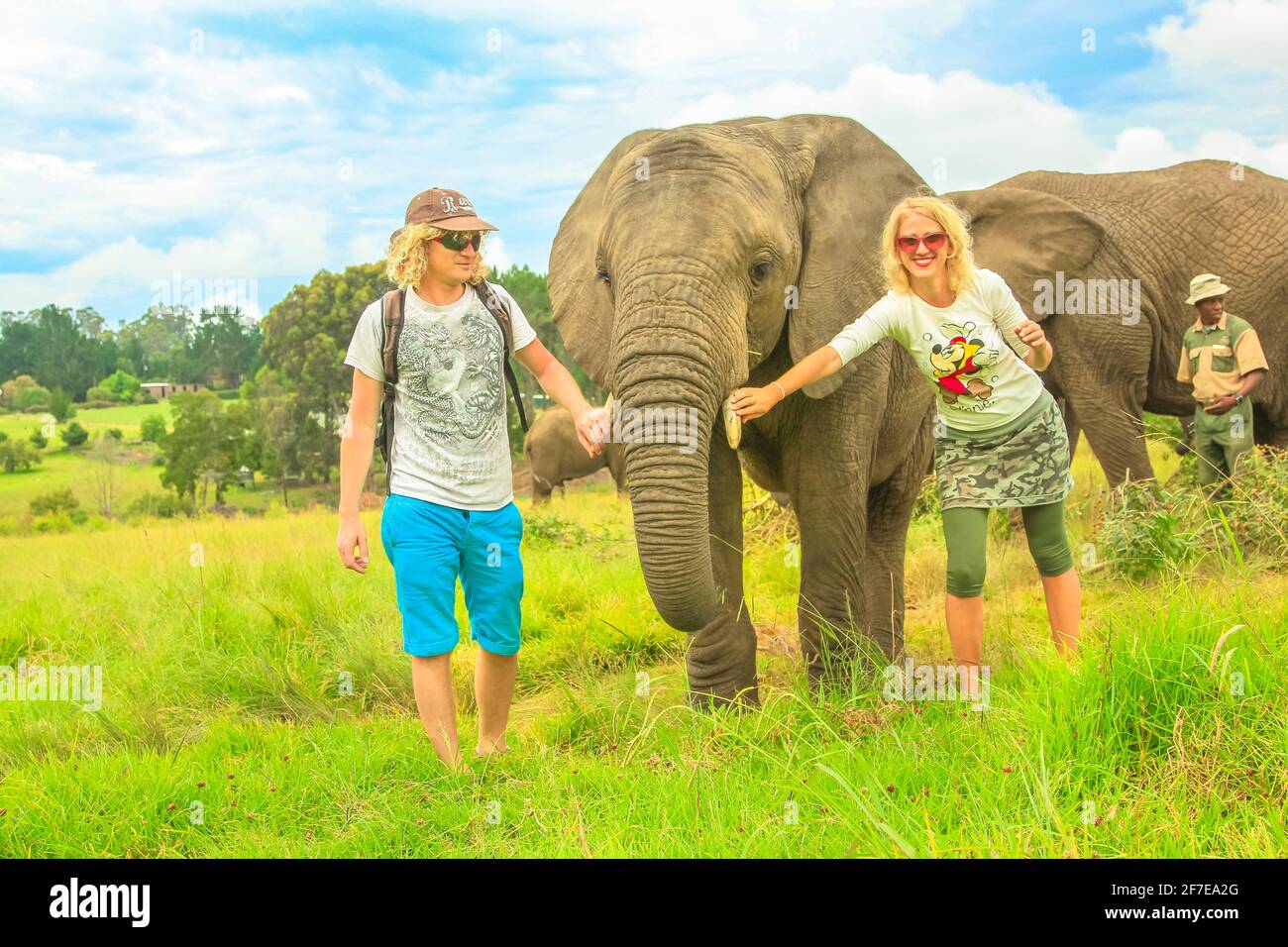 Kapstadt, Südafrika - 5. Januar 2014: Fröhliche Touristen berühren einen afrikanischen Elefanten in Plettenberg Bay, Westkap, an der Garden Route. Weiblich Stockfoto