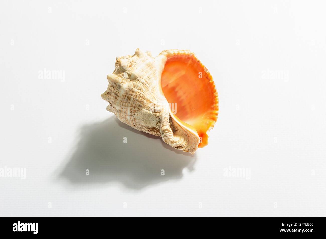 Einzelne Muschel isoliert auf weißem Hintergrund. Urlaubskonzept, Sea Card. Ein trendiges, hartes Licht, dunkler Schatten, flaches Lay, Mockup, Schablone Stockfoto