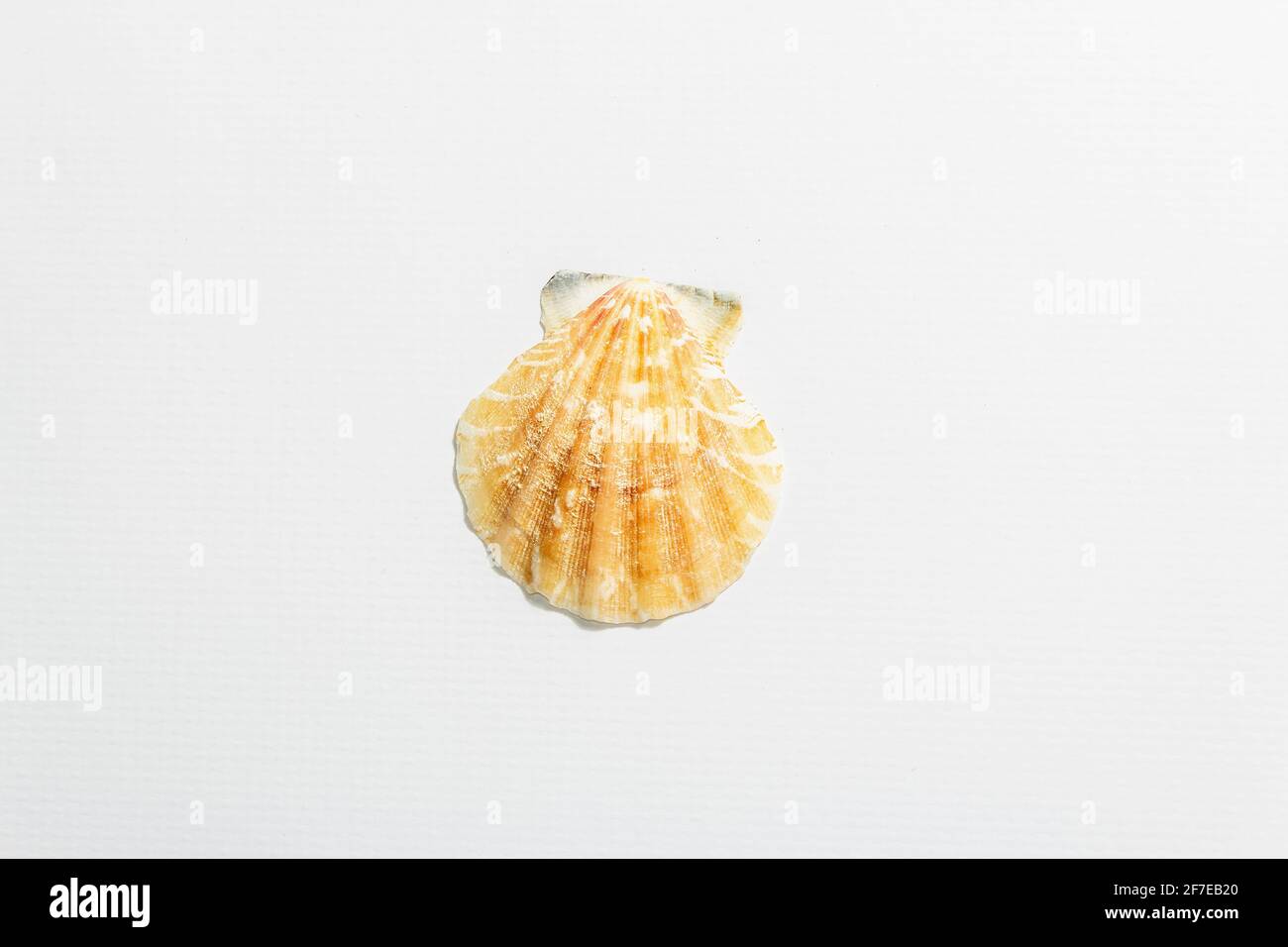 Einzelne Muschel isoliert auf weißem Hintergrund. Urlaubskonzept, Sea Card. Ein trendiges, hartes Licht, dunkler Schatten, flaches Lay, Mockup, Schablone Stockfoto