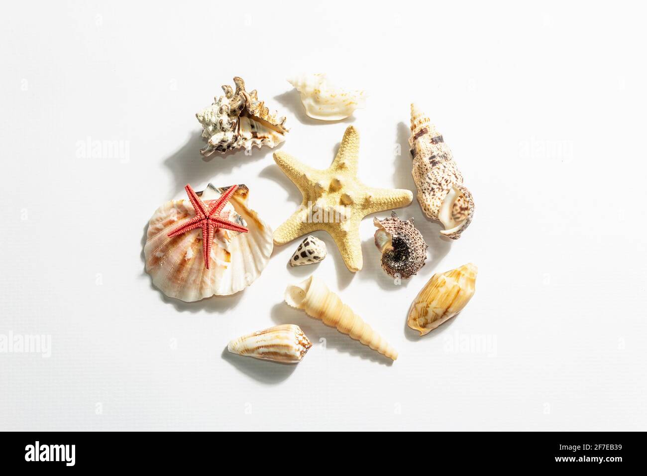 Zusammensetzung von Muscheln, Seesternen und verschiedenen Weichtieren isoliert auf weißem Hintergrund. Urlaubskonzept, Sea Card. Ein trendiger, heller, dunkler Schatten, fl Stockfoto