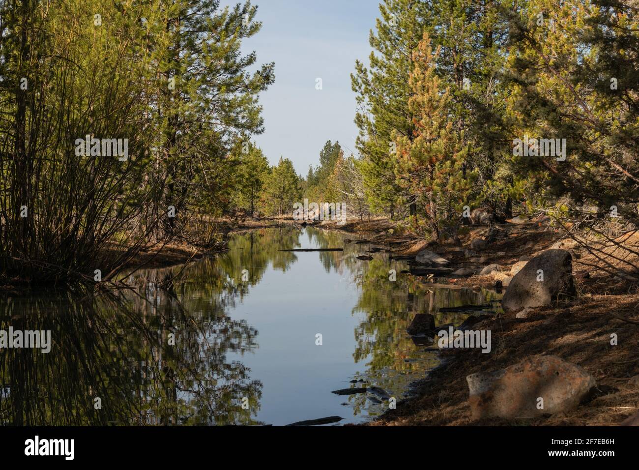 Grüne und goldene Pinien säumen einen Teich im Wald. Stockfoto