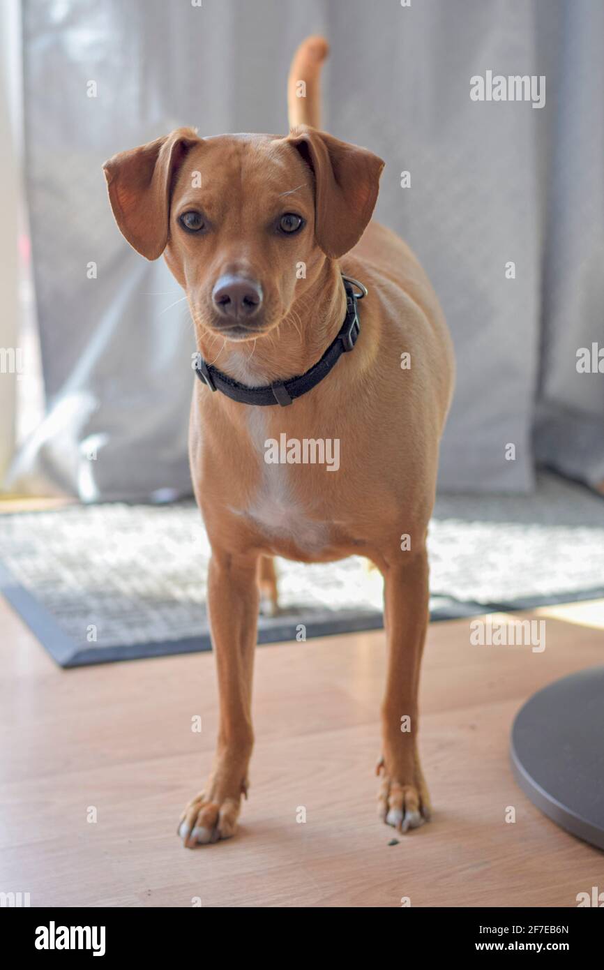 Mittelroter Hund mit Floppy-Ohren. Stockfoto