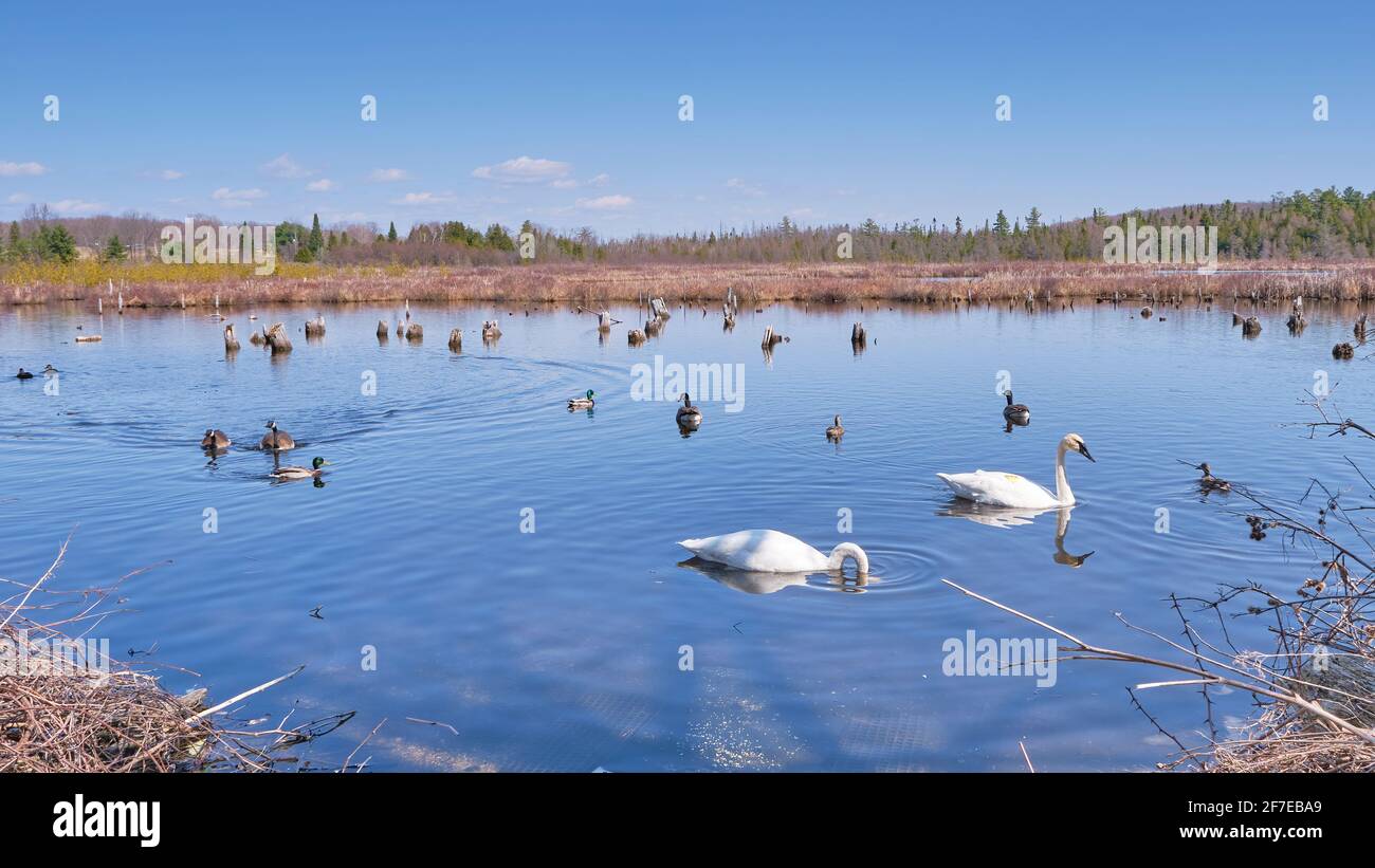 Das George Langman Sanctuary ist ein 61 Hektar großes Grundstück in der Nähe von Orillia, Ontario, Kanada, das als Lebensraum für Vögel und Tiere in einem natürlichen Zustand hinterlassen wurde. Stockfoto