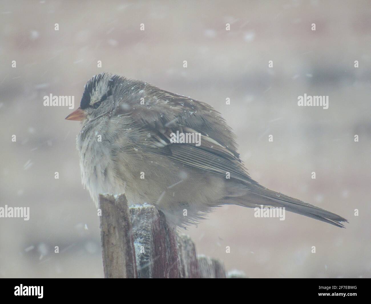 Kalter weißkroniger Sperling im Schnee. Stockfoto