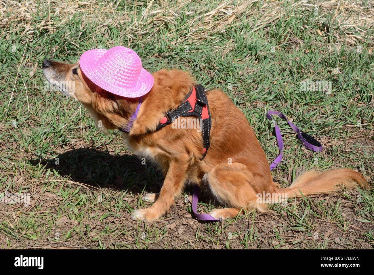 Brauner Mischlingshund trägt Geschirr in rosa Hut und Unglücklich über das Spielen verkleiden sich Stockfoto