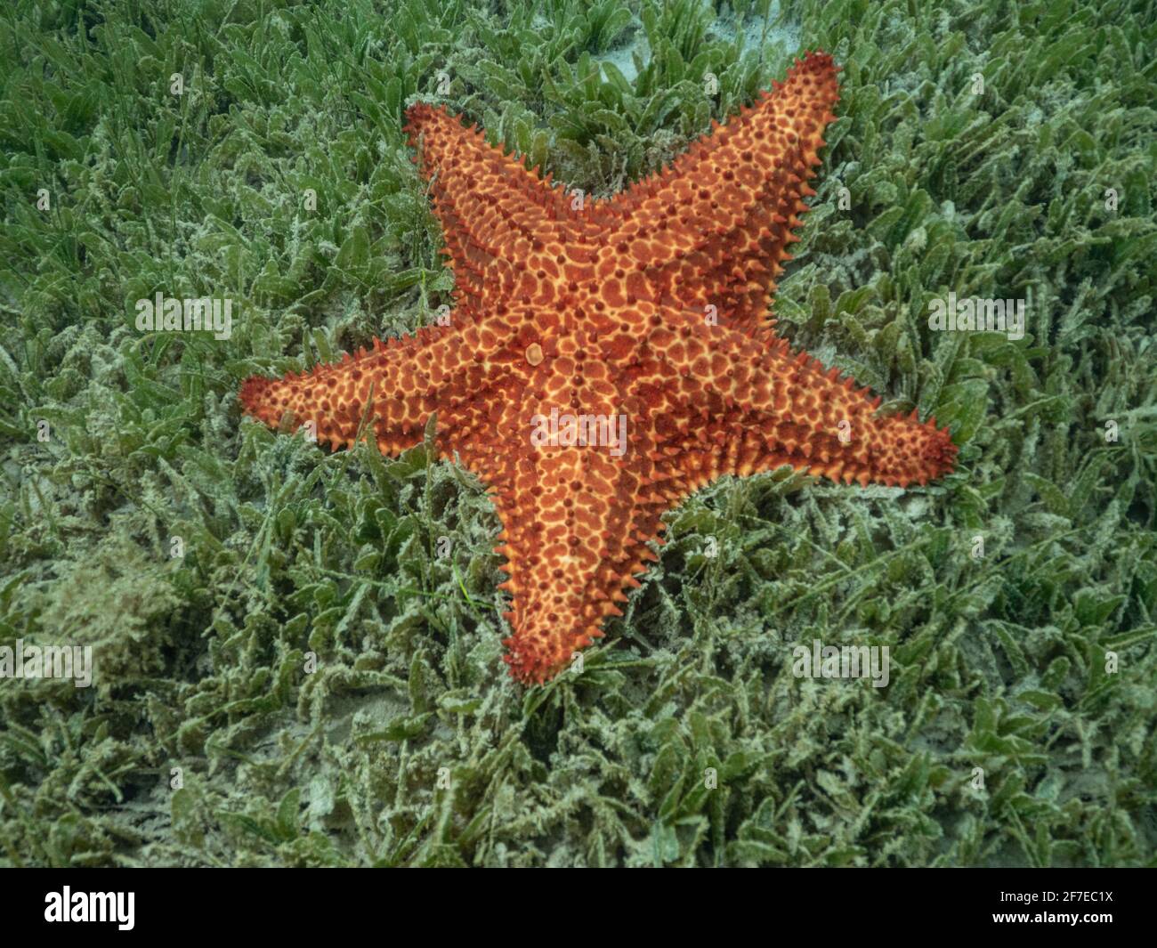 Meerestiere mit einer strahlenden Silhouette und einem Kalkskelett aus Gelenkteilen. 1500 Arten in mehr als dreißig Familien verteilt Stockfoto