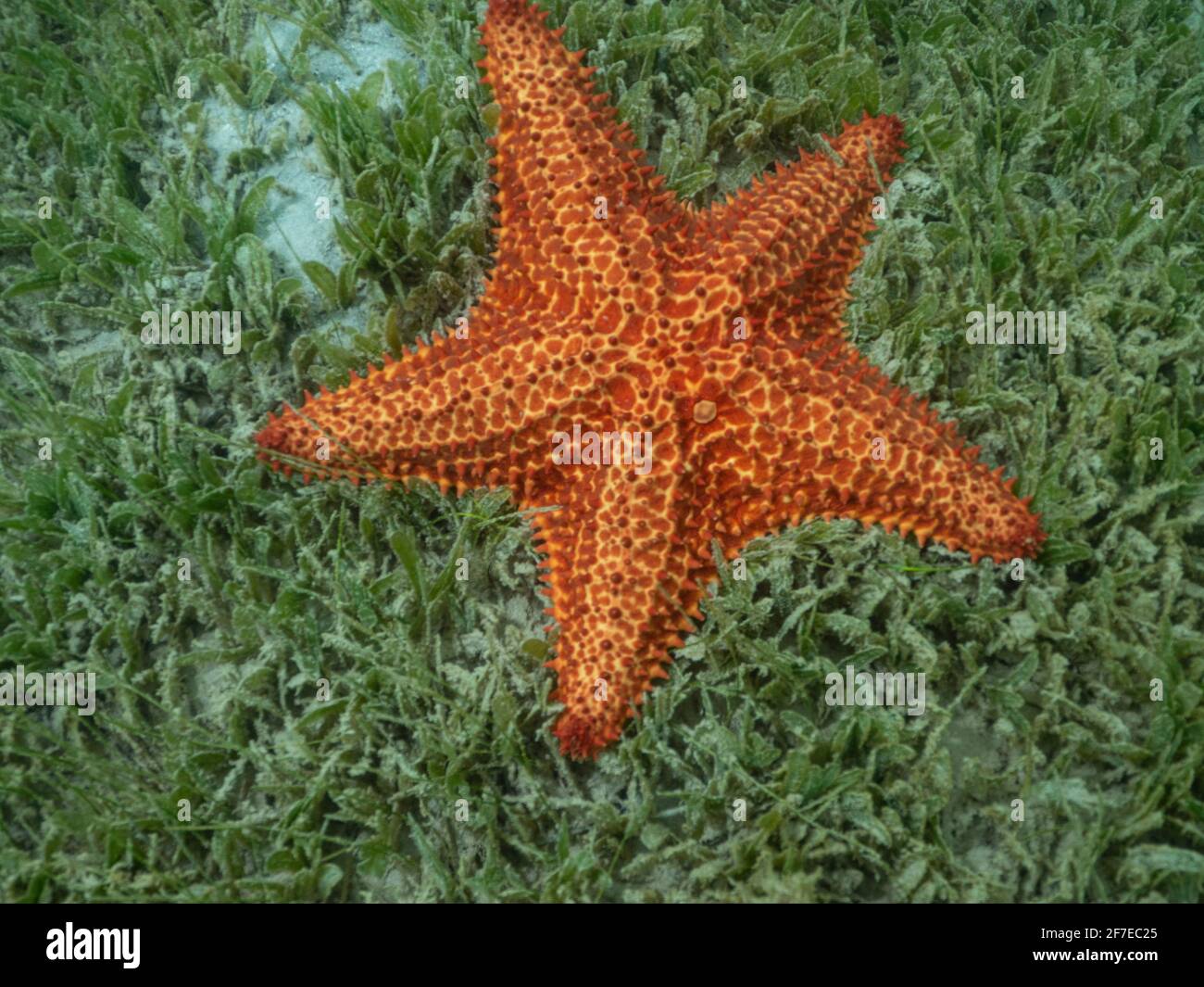 Meerestiere mit einer strahlenden Silhouette und einem Kalkskelett aus Gelenkteilen. 1500 Arten in mehr als dreißig Familien verteilt Stockfoto