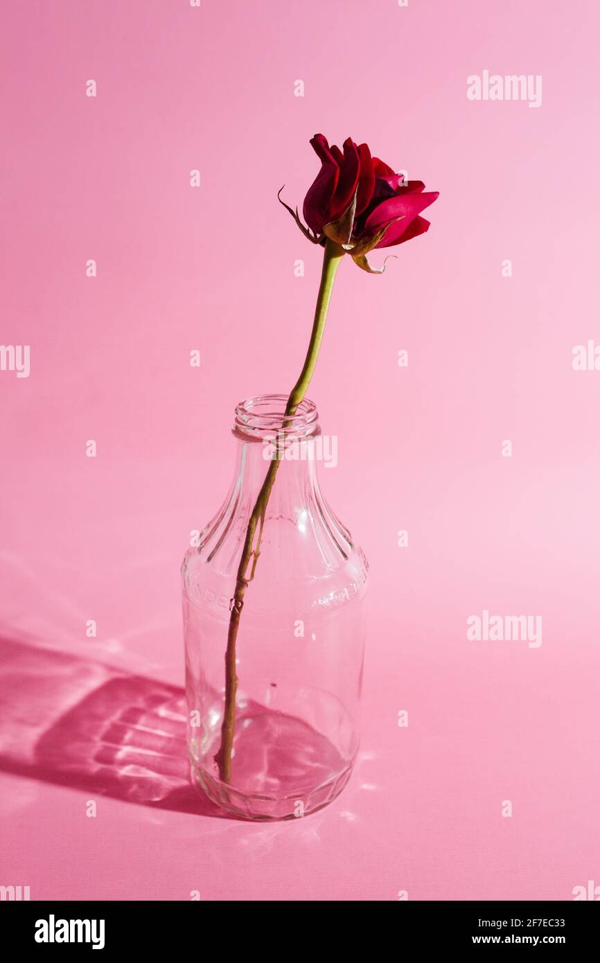 Rote Rosen in Glasvasen auf rosa Hintergrund. Stockfoto