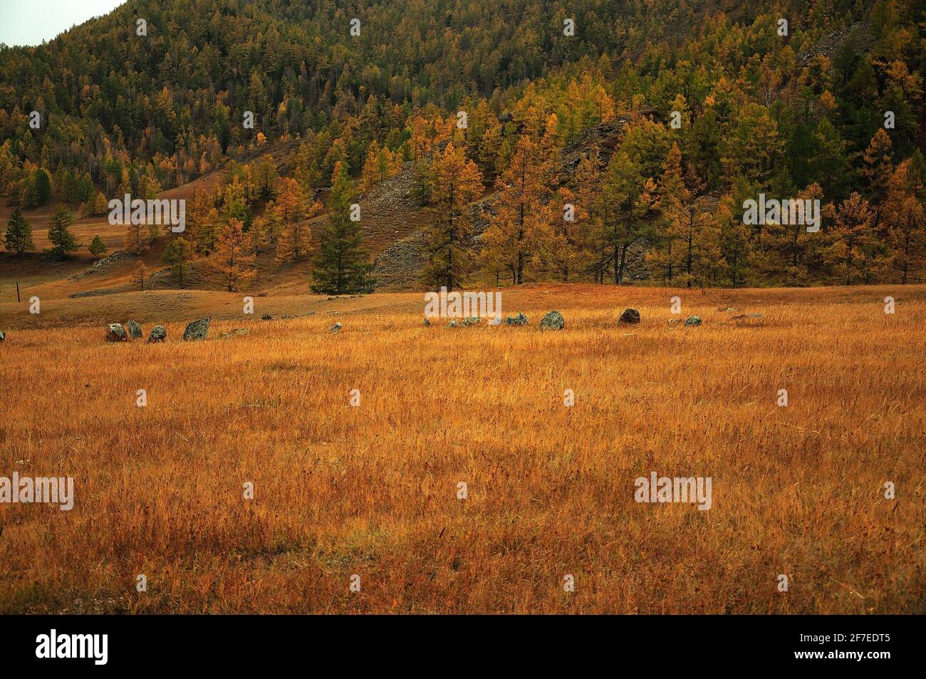 Alte Grabsteine auf einer Herbstwiese am Fuße eines mit Nadelwäldern bewachsenen Berges. Karakol-Tal, Altai, Sibirien, Russland. Stockfoto