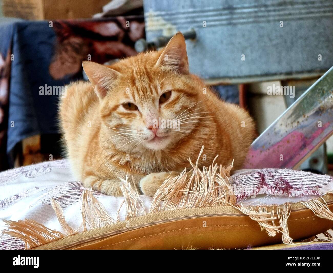 Foto einer schönen Katze aus dem irak Stockfoto