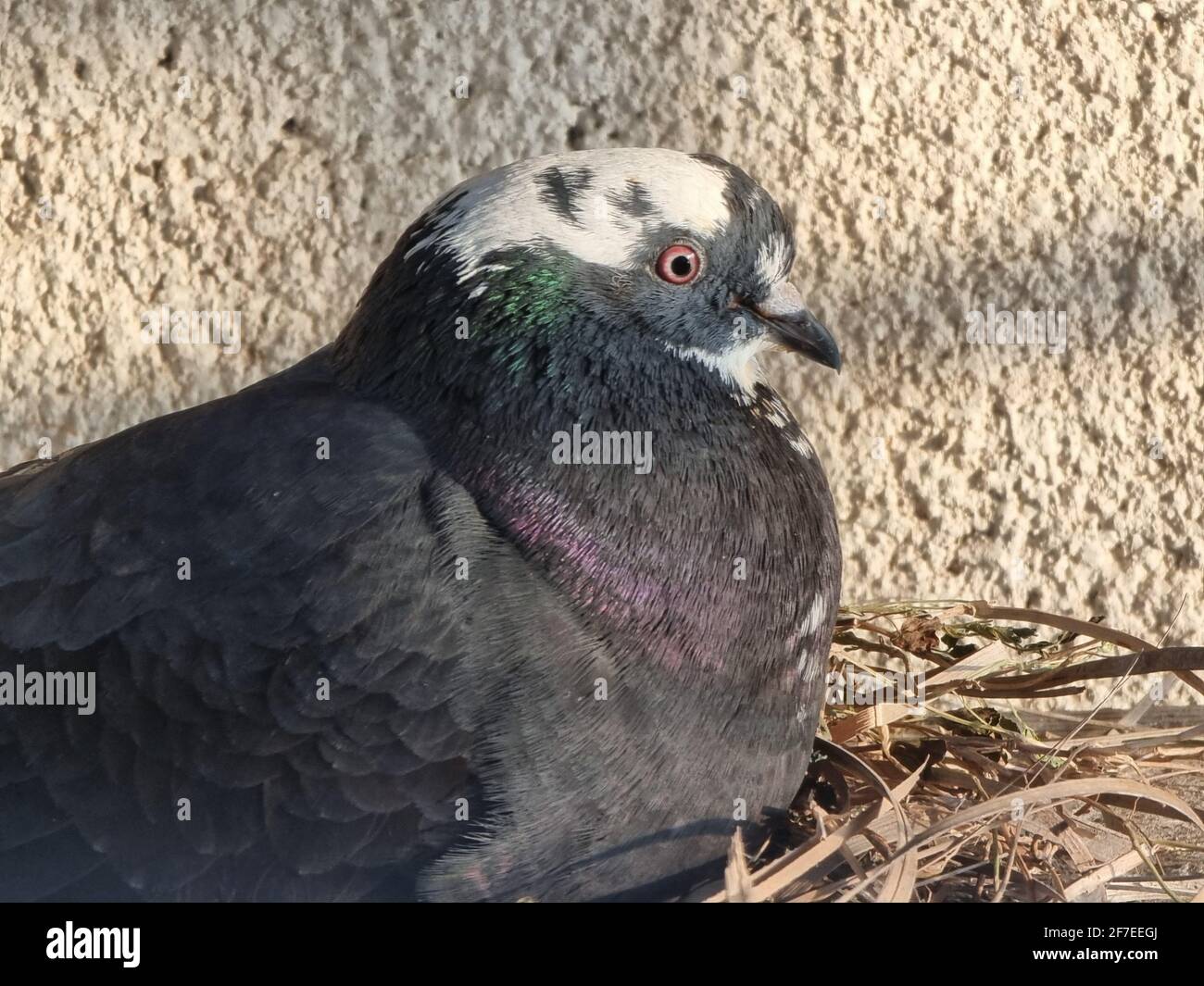 Nahaufnahme der Taube im Nest Stockfoto Nahaufnahme der Taube im Nest Stockfoto