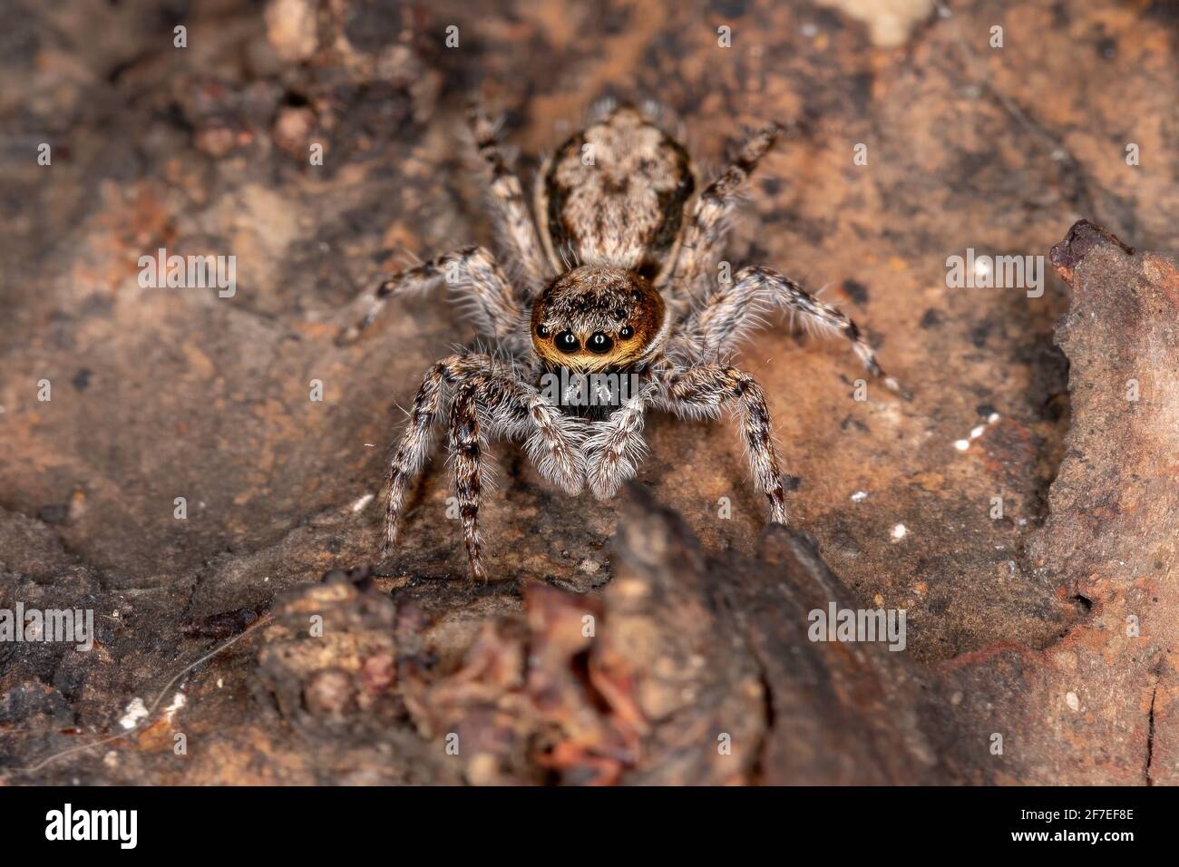 Weibliche Erwachsene Grauwandspinne der Art Menemerus Bivittatus Stockfoto