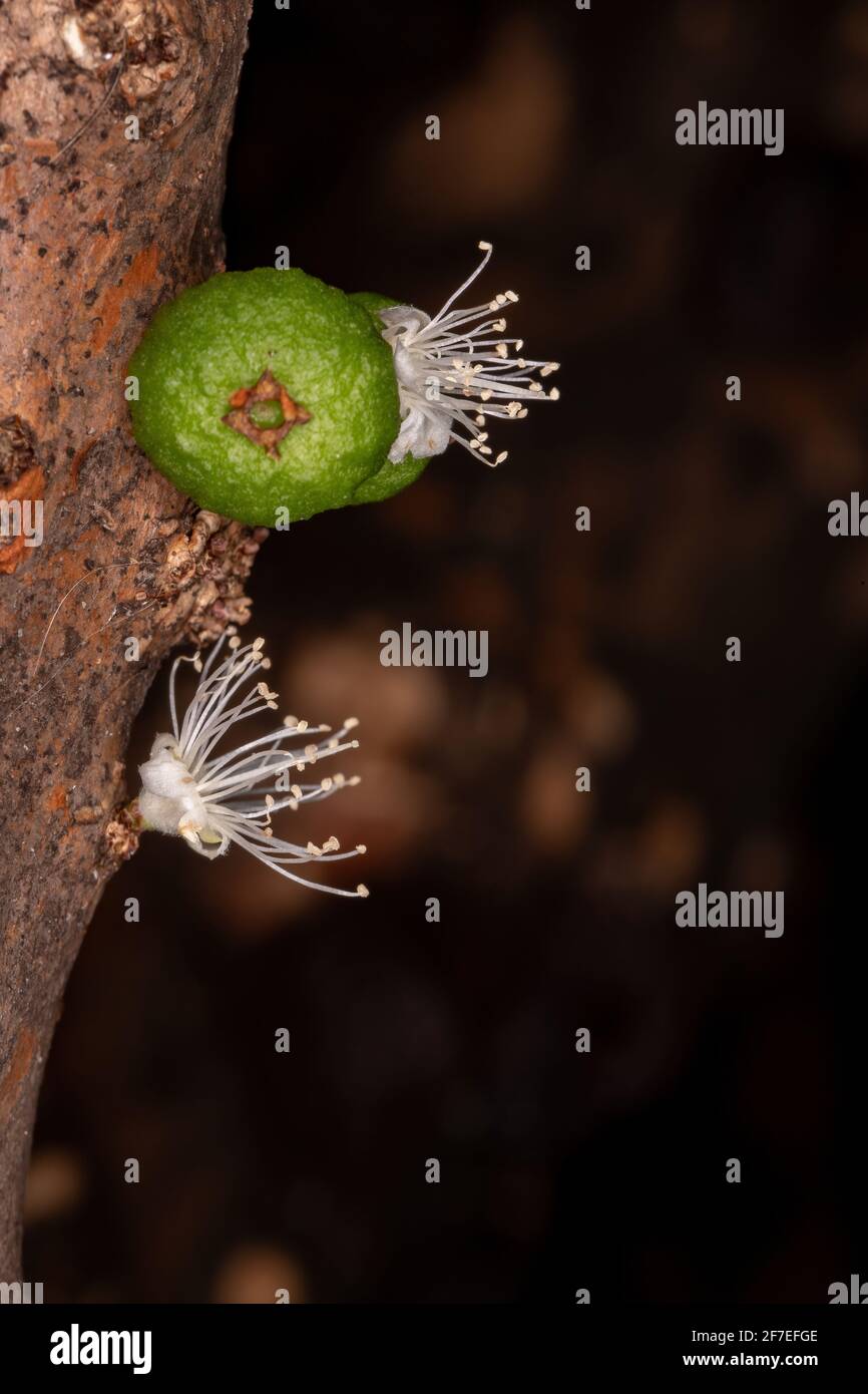 Blüten eines Jaboticaba-Baumes der Art Plinia cauliflora Stockfoto