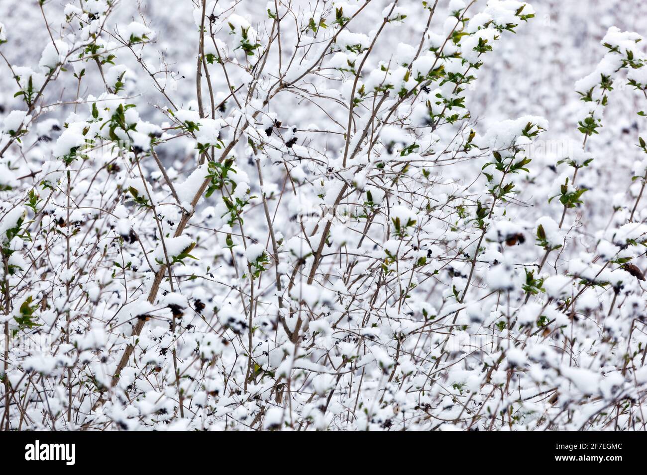 Winterschneeszene Strauch in weißen Stielen Stockfoto