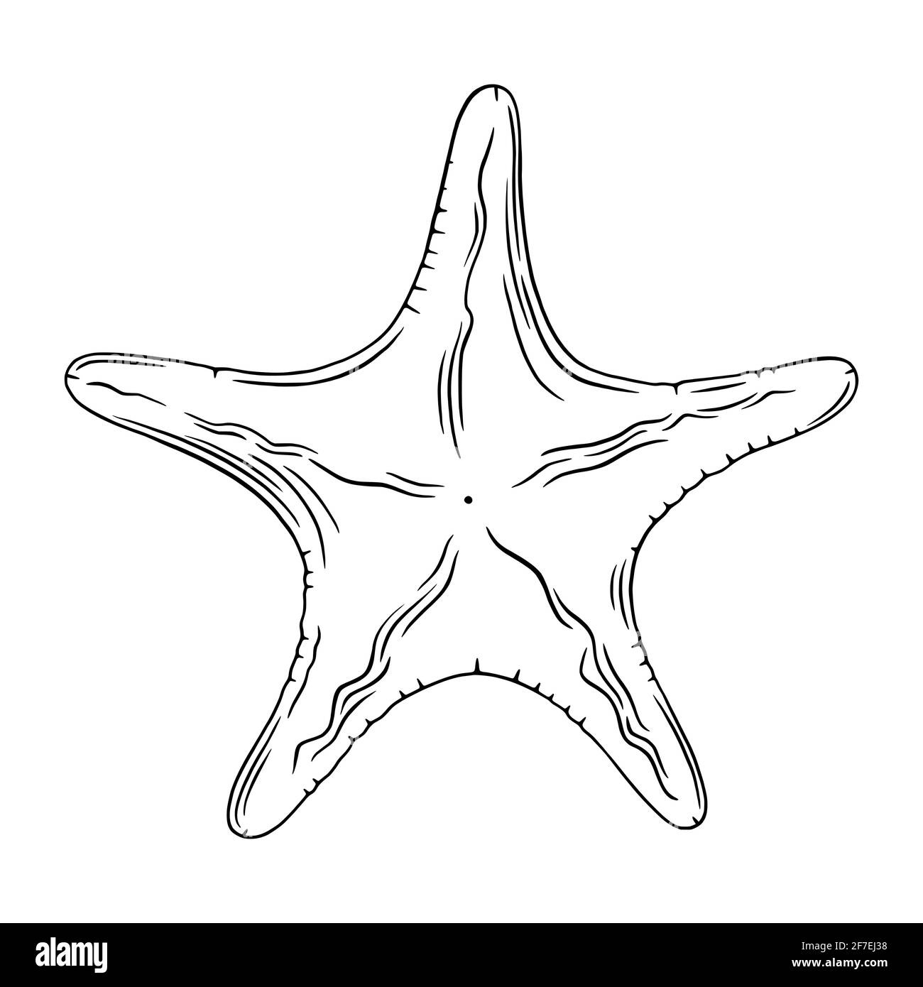 Meeresschnitzergravur. Ocean Star Skizze isoliert in weißem Hintergrund. Gravierte Vektorgrafik Stock Vektor