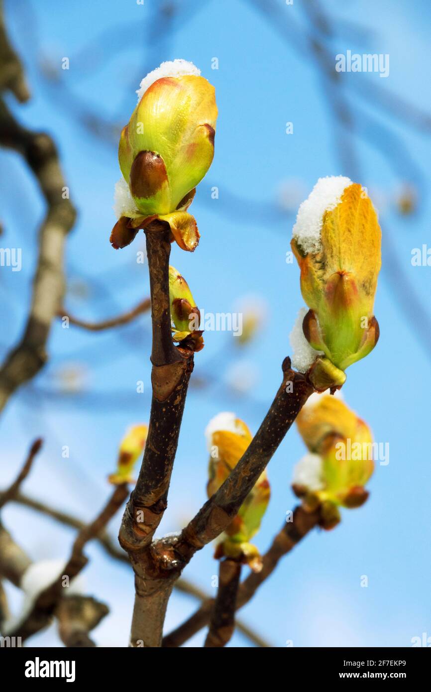 Aesculus hippocastanum Knospen schneebedeckt Stockfoto