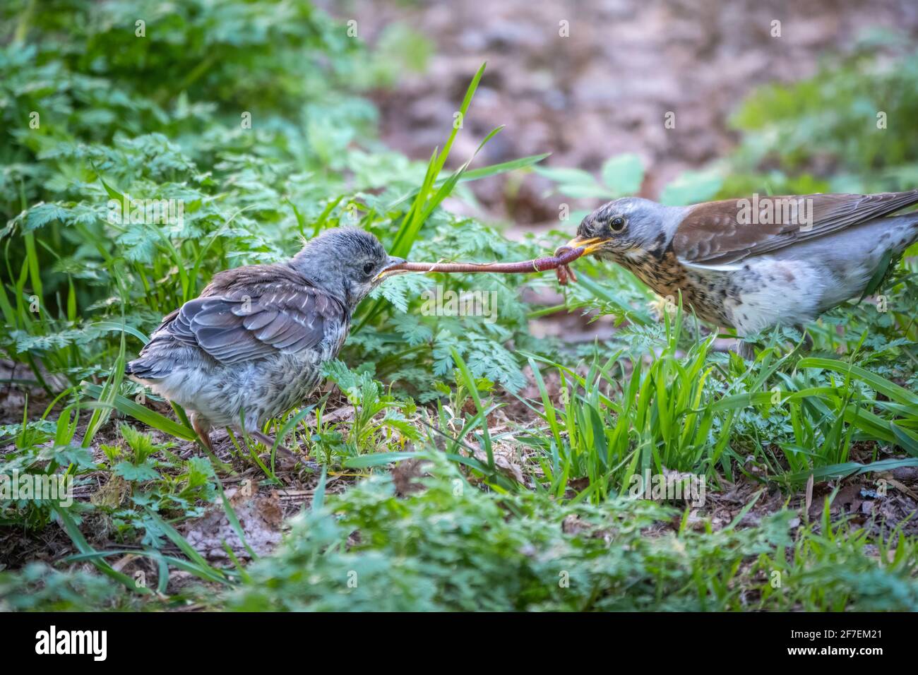 Soor fieldfare, Turdus pylaris, füttert das Küken mit Regenwürmern auf dem Boden. Ein erwachsenes Küken verließ das Nest, aber seine Eltern kümmern sich weiterhin um das Nest Stockfoto