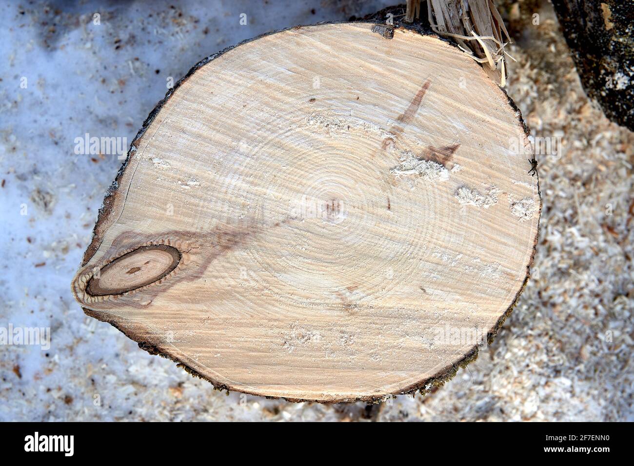 Querschnitt aus Kiefer, gesägtes Holz Stockfoto