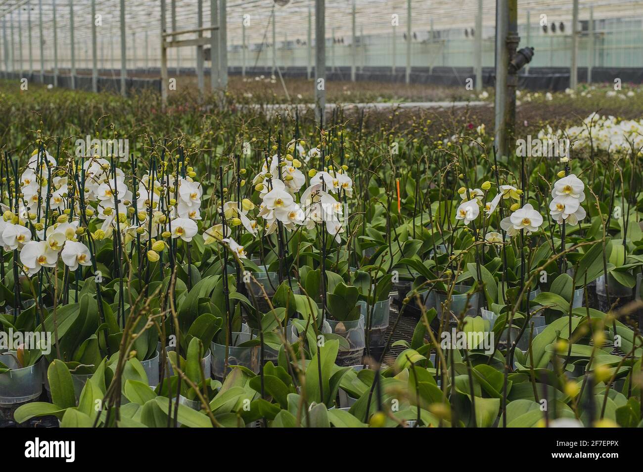 Große Orchideenblumenplantage, in der Orchideen im großen Maßstab angebaut werden. Glas oder Treibhaus für wachsende Orchideen. Stockfoto