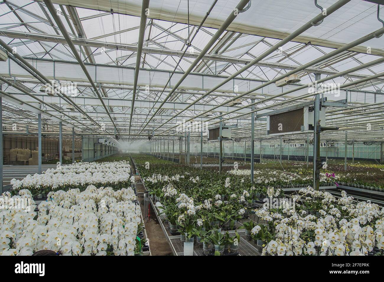 Große Orchideenblumenplantage, in der Orchideen im großen Maßstab angebaut werden. Glas oder Treibhaus für wachsende Orchideen. Stockfoto