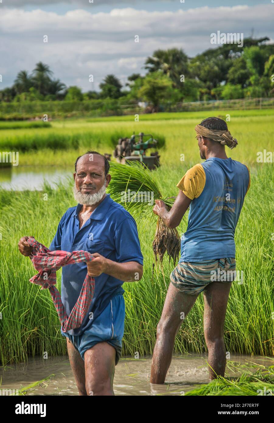 Ein Landwirt sammelt Reisesämlinge aus dem Saatbett in Khulna, Bangladesch. Stockfoto