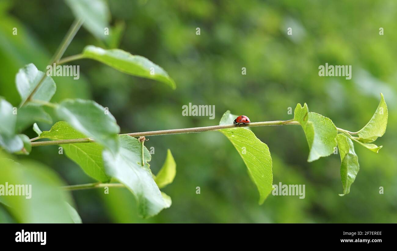 Marienkäfer oder Marienkäfer (Coccinellidae) in roter Farbe mit Schwarze Punkte klettern auf ein junges, frühlingsgrünes Blatt Stockfoto