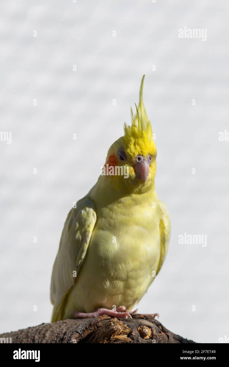 Nymphicus Vogel hollandicus Haustier Wellensittich Papagei Männchen Nymphicus hollandicus. Stockfoto