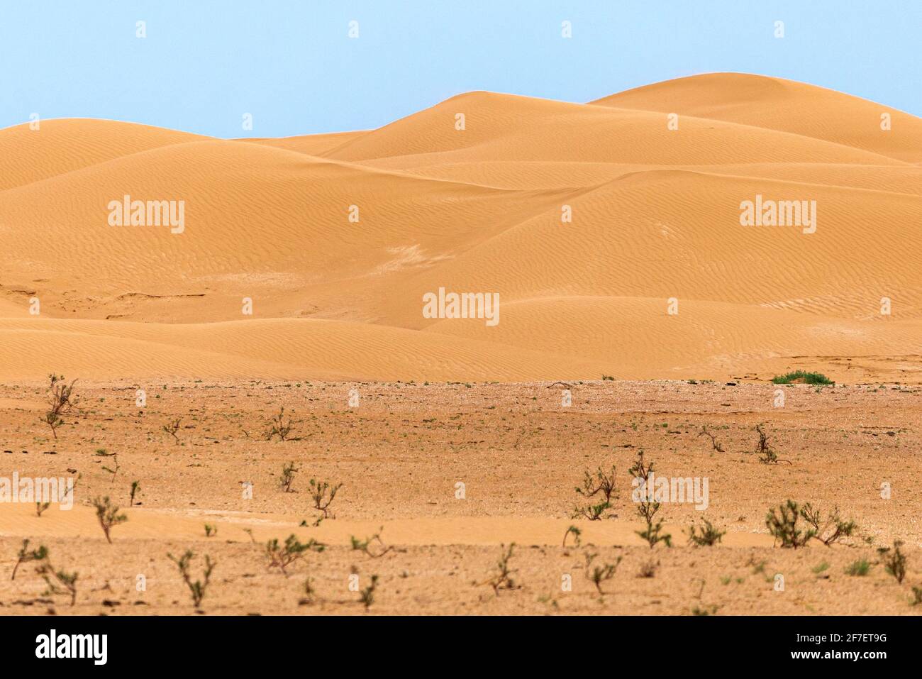 Biegung des Grats einer Sanddüne in der Wüste. Stockfoto