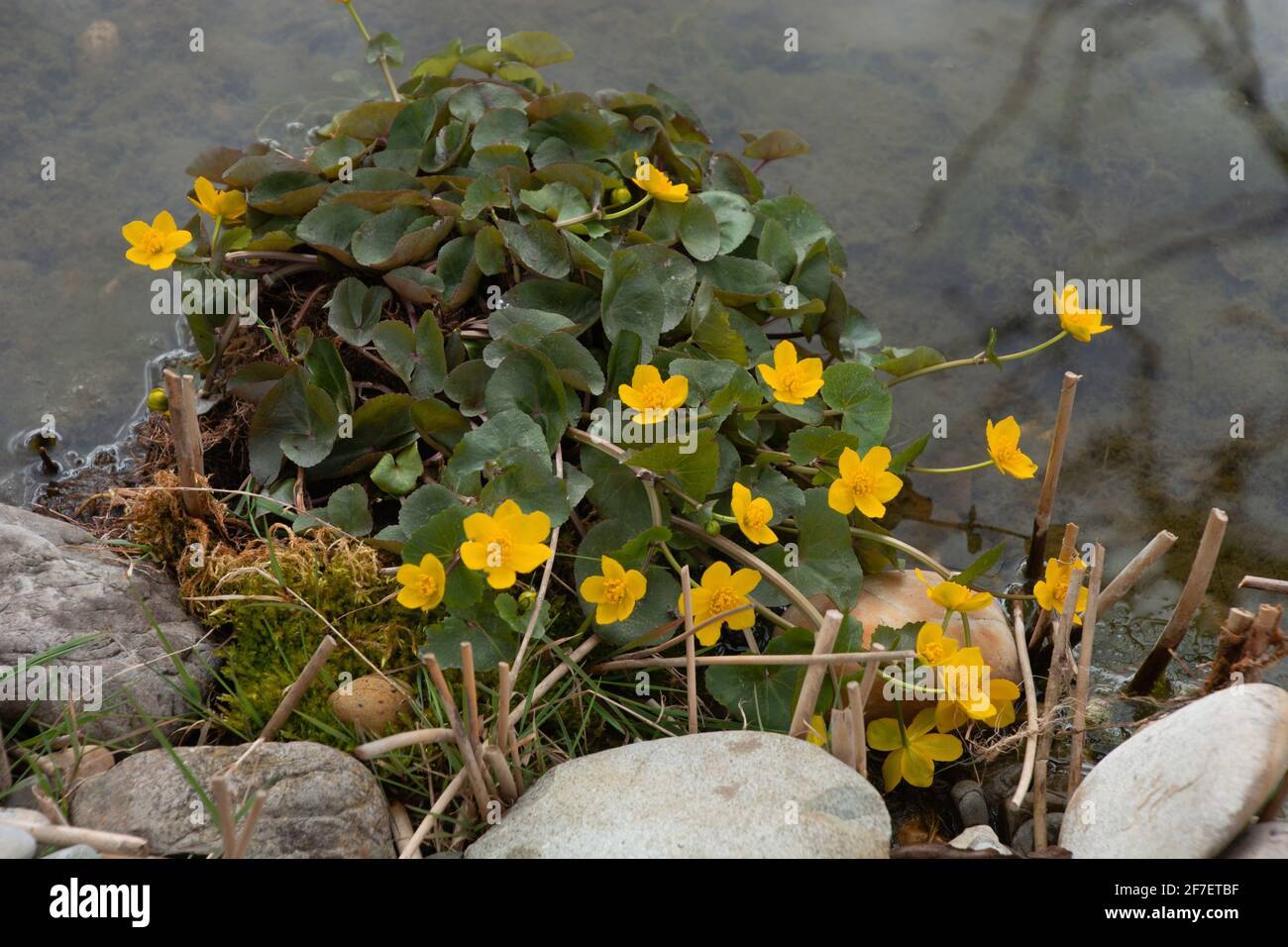 Marsh-Ringelblume oder Caltha palustris blühen im Ziergarten in Anfang april Stockfoto